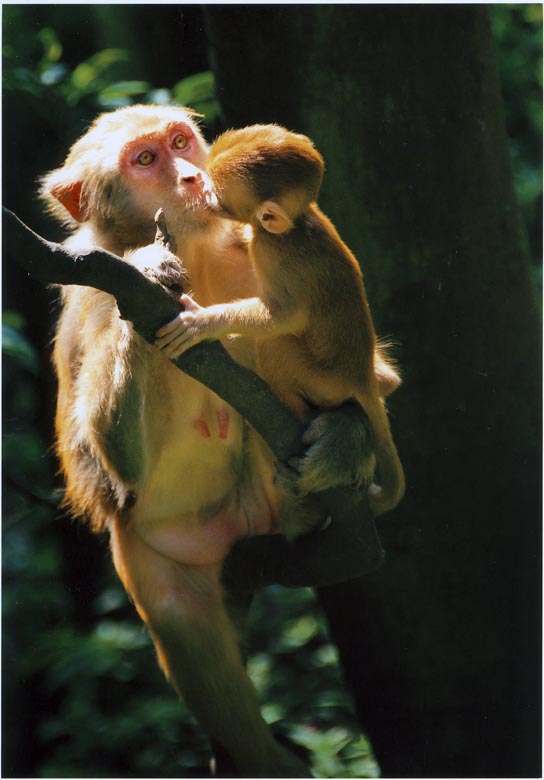 Untitled-1 monkey.jpg