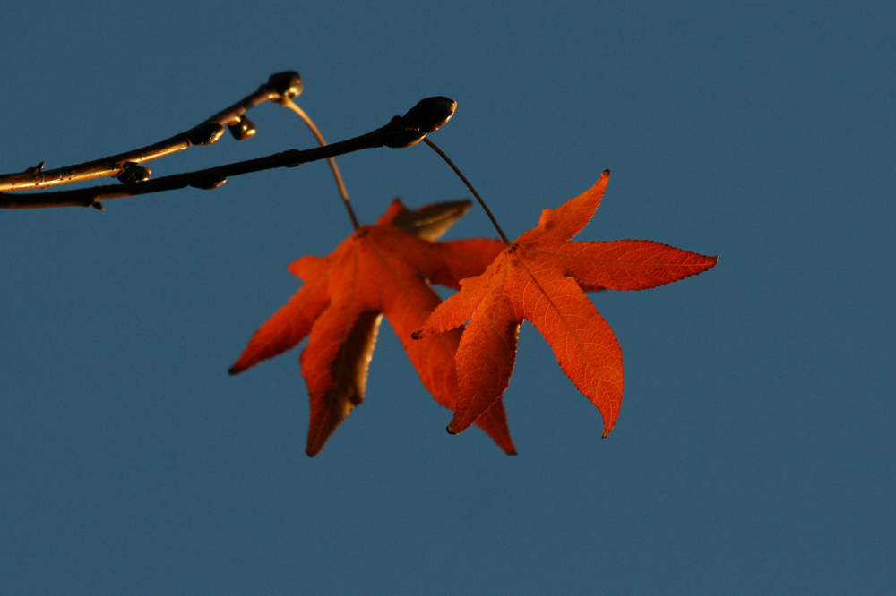 Copy (1) of Copy (1) of IMG_4726.JPG