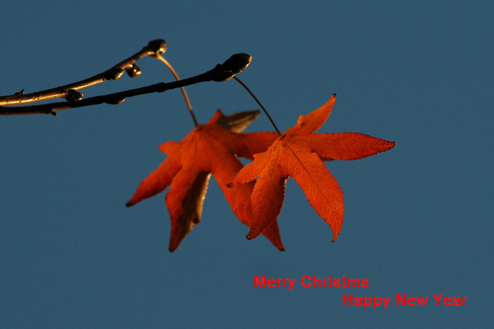 Copy (1) of Copy (2) of Copy (1) of Copy (1) of IMG_4726.JPG