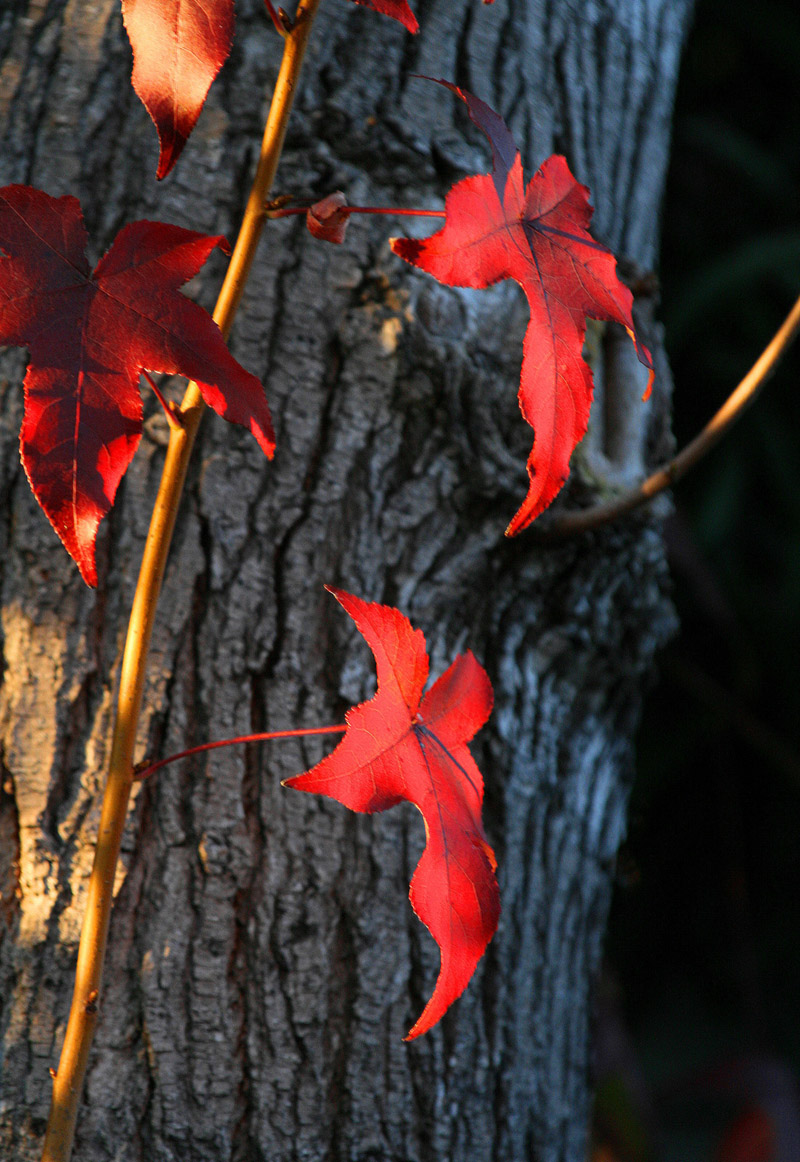 Copy (1) of Copy (1) of IMG_4732.JPG