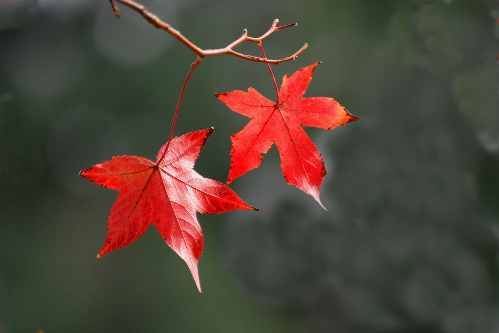 Copy (1) of IMG_4988.JPG