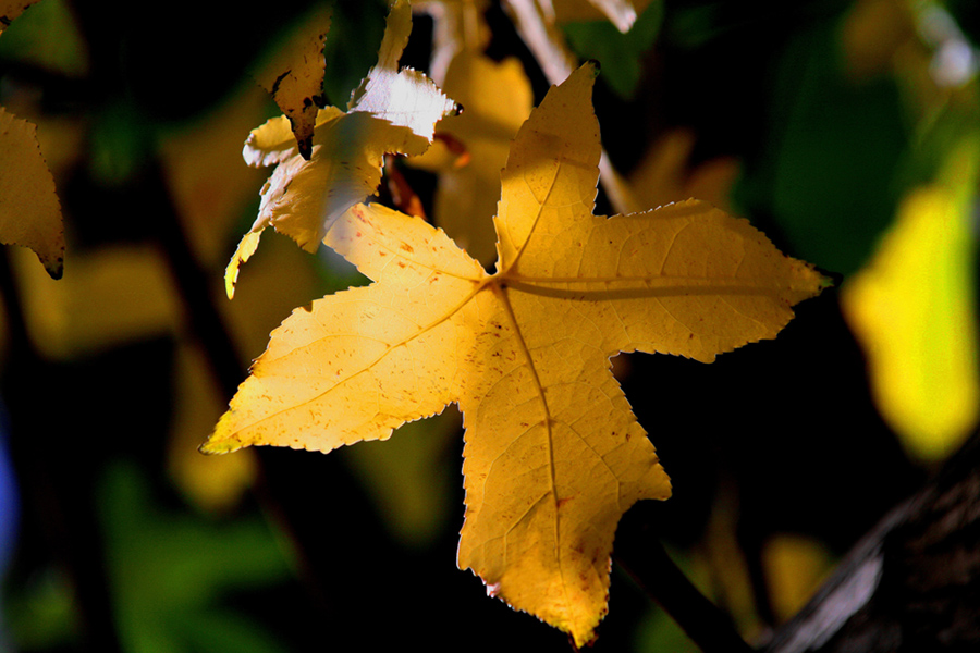 Copy (1) of Copy (1) of Copy (1) of IMG_0907.JPG