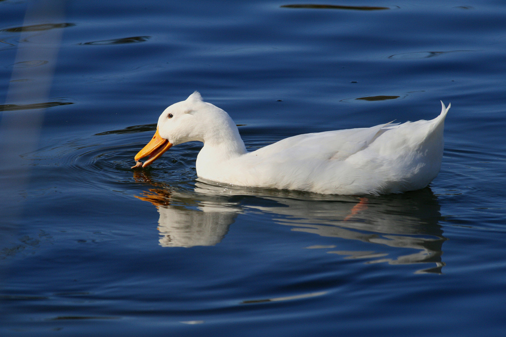 Copy (1) of Copy (1) of IMG_4931.JPG