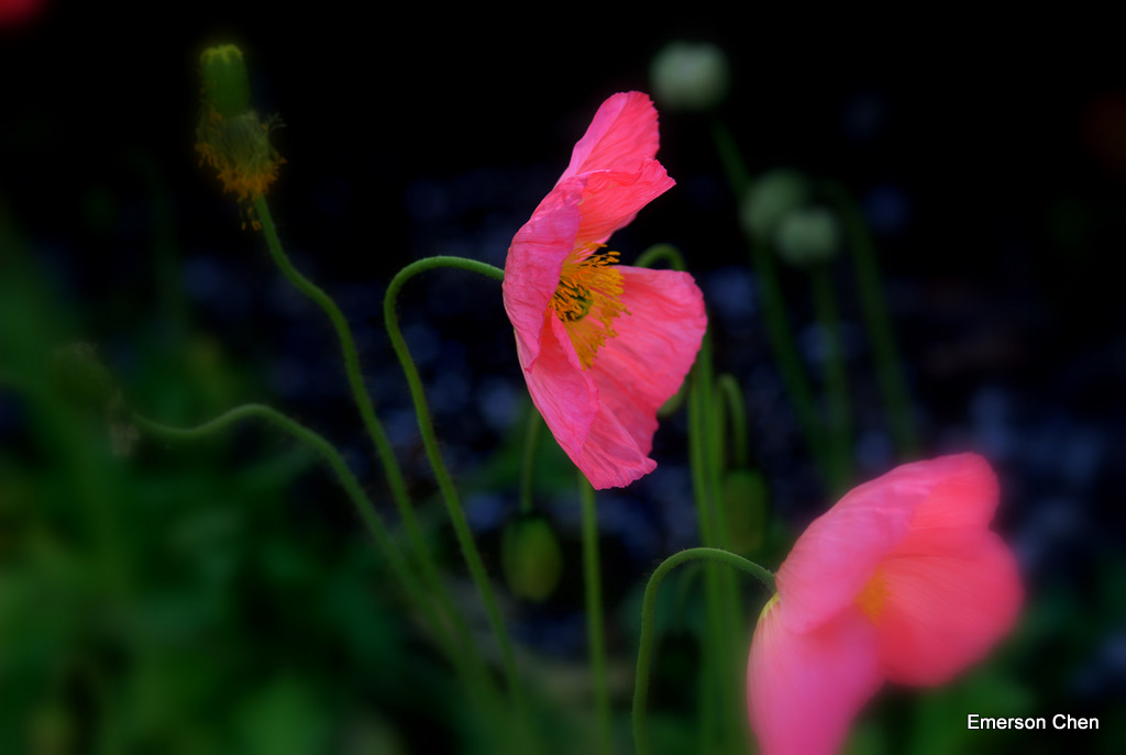 Poppy-68.jpg