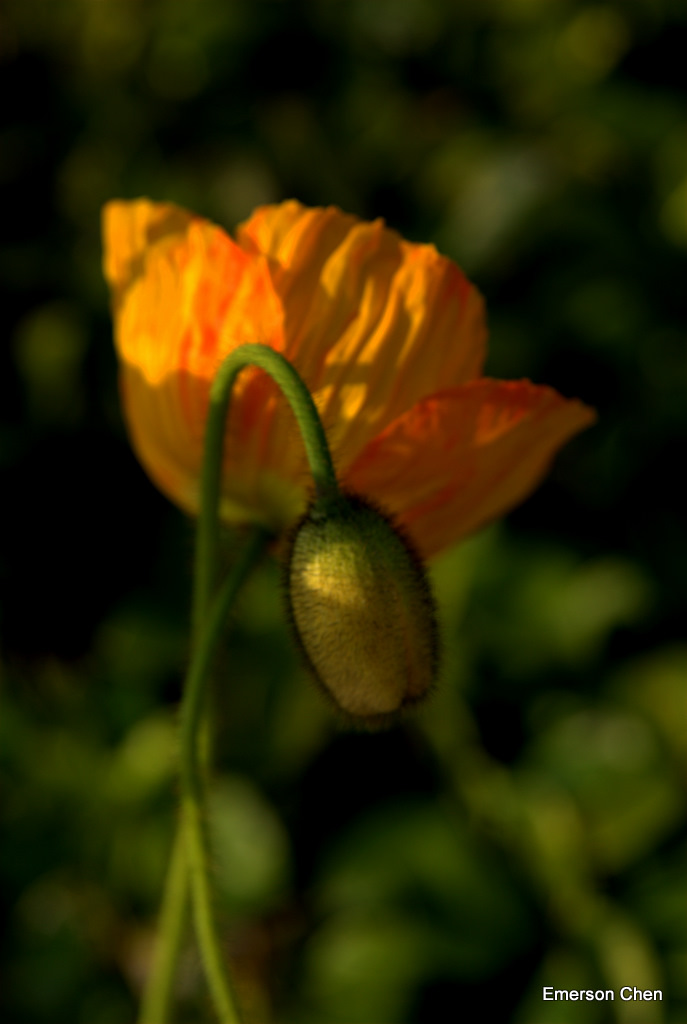 Poppy-105.jpg