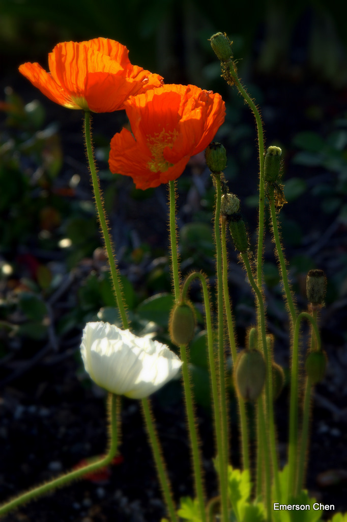Poppy-110.jpg