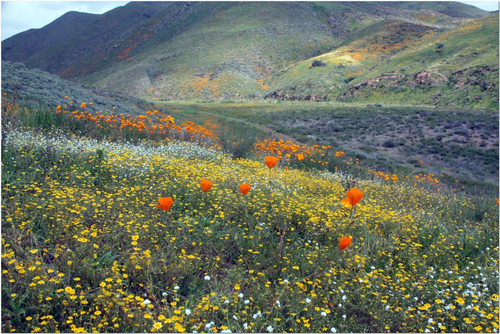 IMG_8832 [1024x768].JPG