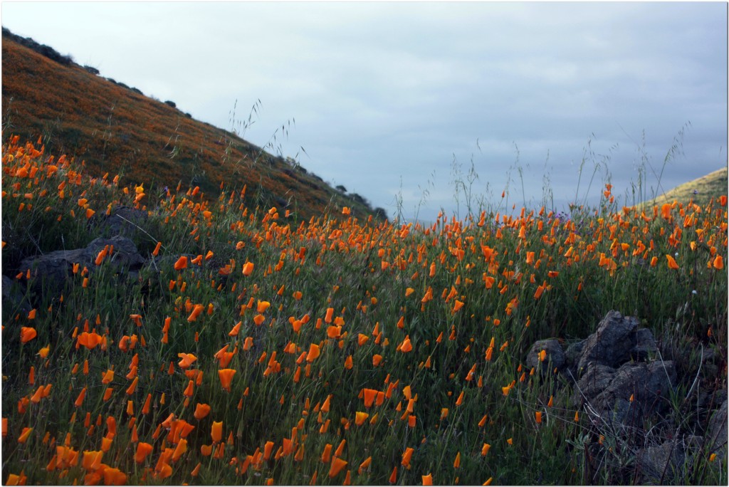 IMG_8597 [1024x768].JPG