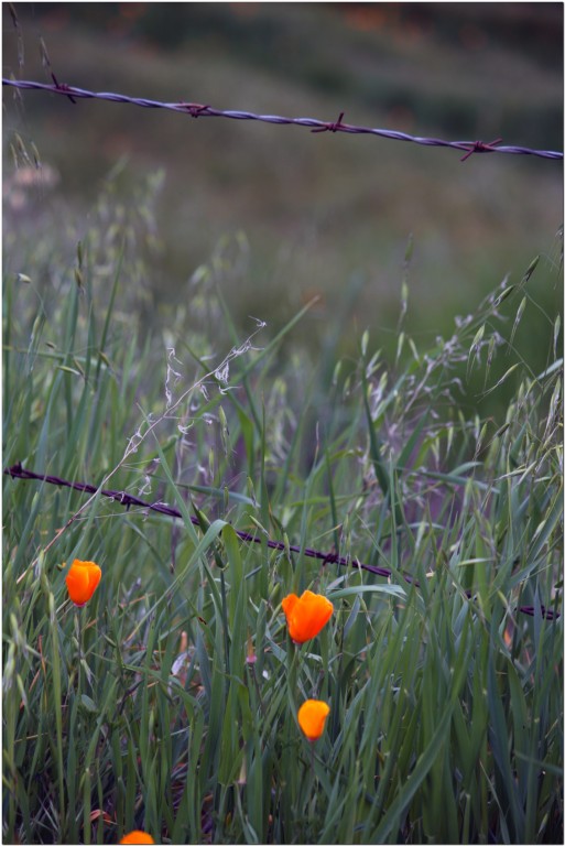 IMG_8853 [1024x768].JPG