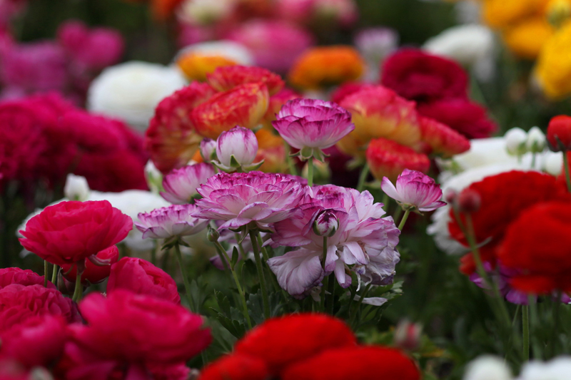 Copy (1) of Copy (1) of IMG_2604.JPG