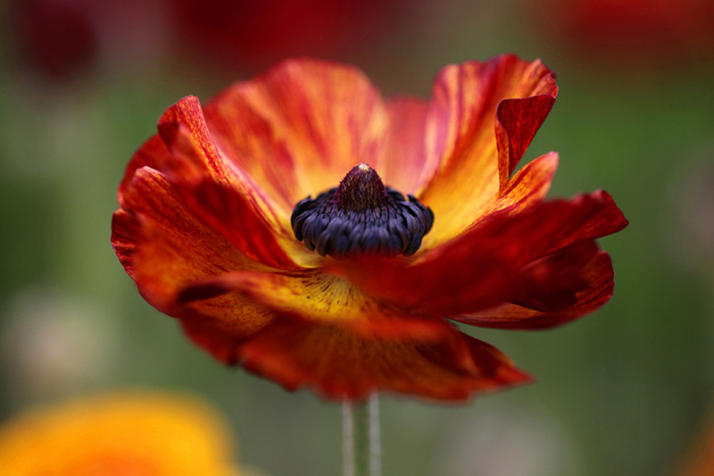 Copy (1) of Copy (1) of IMG_2651.JPG