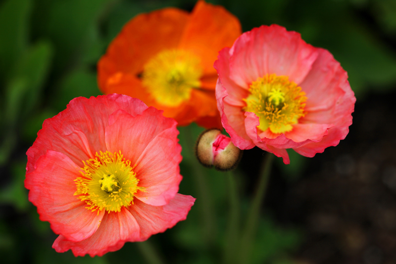 Copy (1) of Copy (1) of IMG_2710.JPG