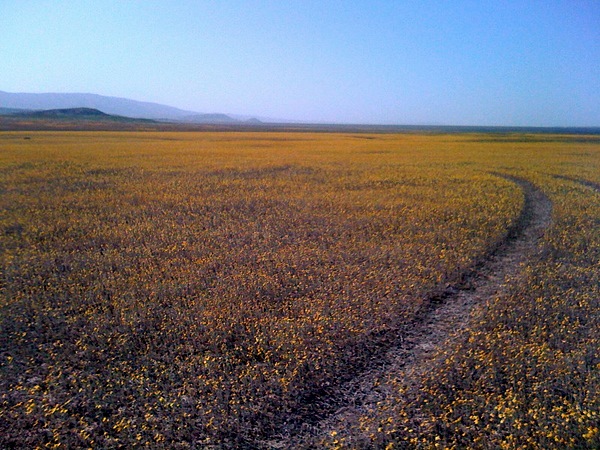 corrizo plains-1.jpg