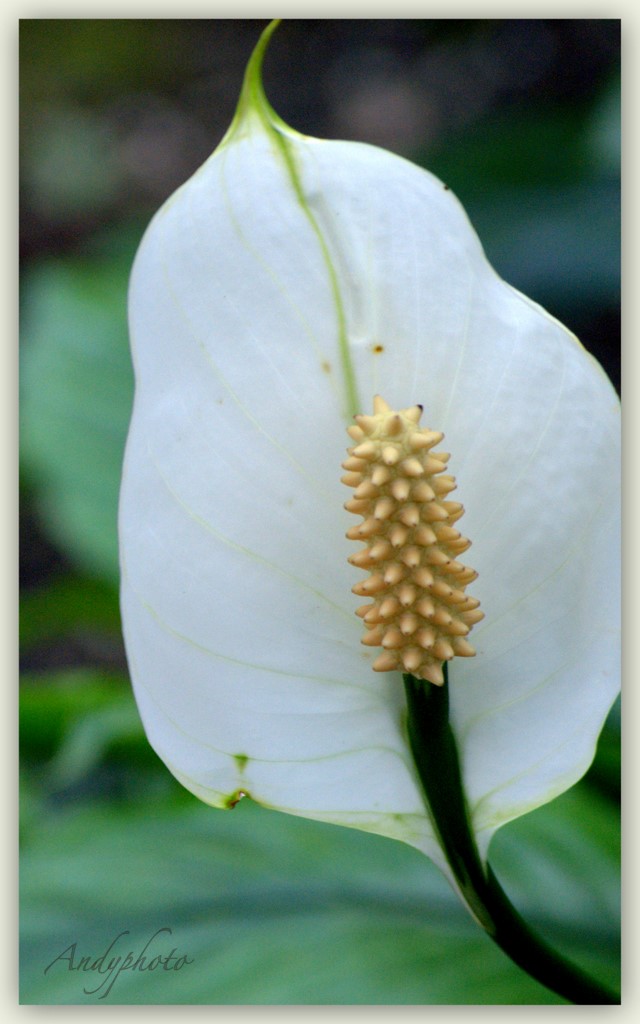 041109 Arboretum Andy9.jpg