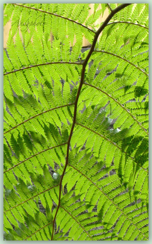 041109 Arboretum Andy13.jpg