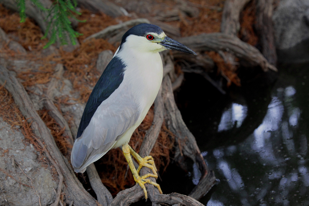 Copy (1) of IMG_7425.JPG