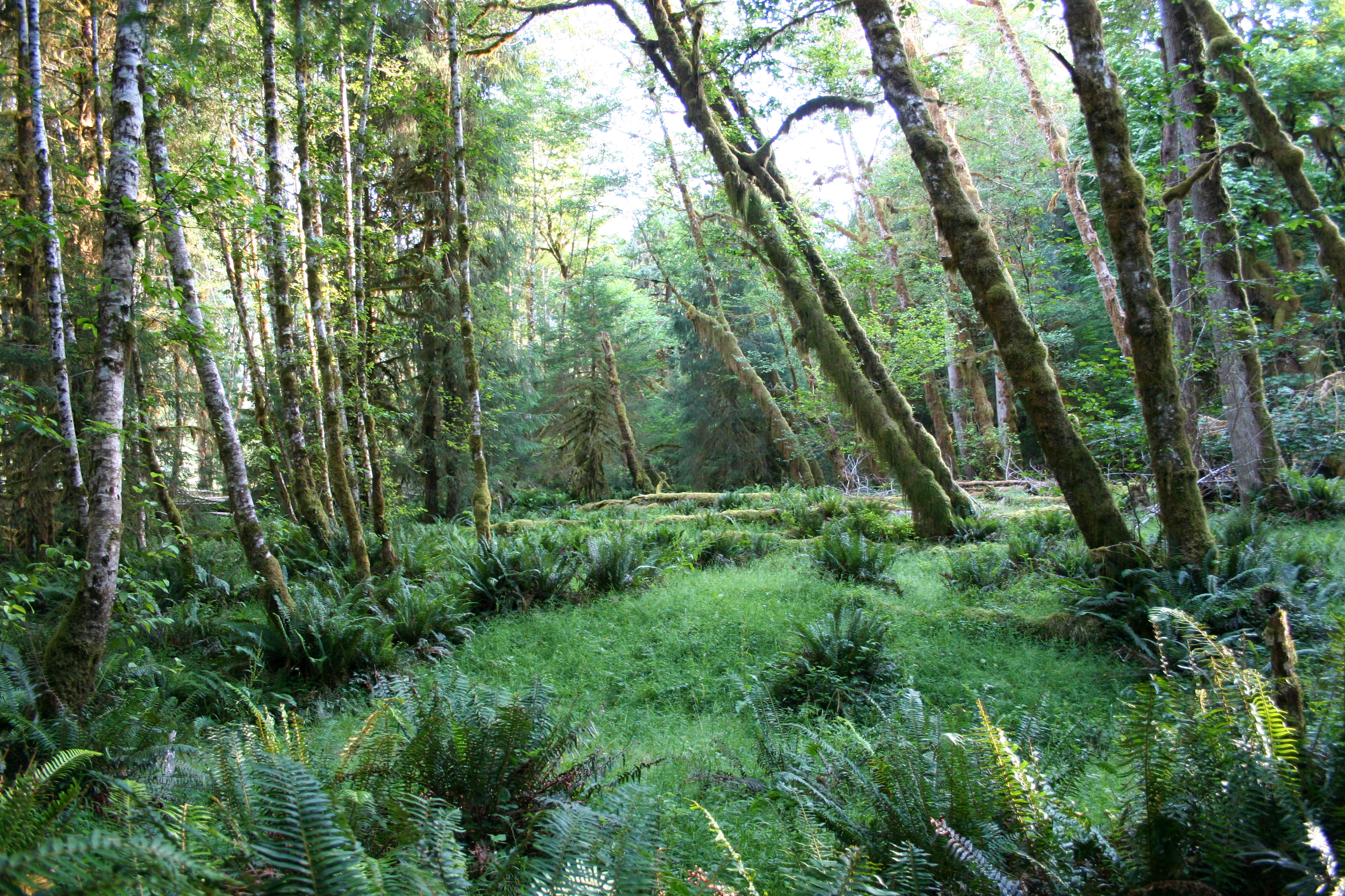 2006-07-16-Hoh Rain Forest-063a.JPG