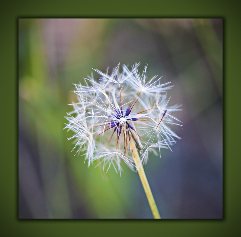 dandelion seed head.jpg