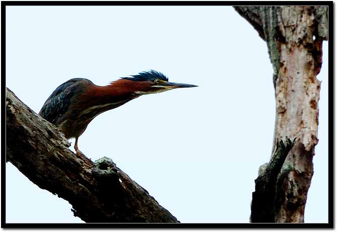 greenheron3.jpg