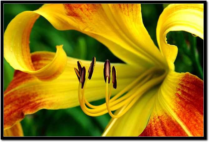 Daylily2.jpg