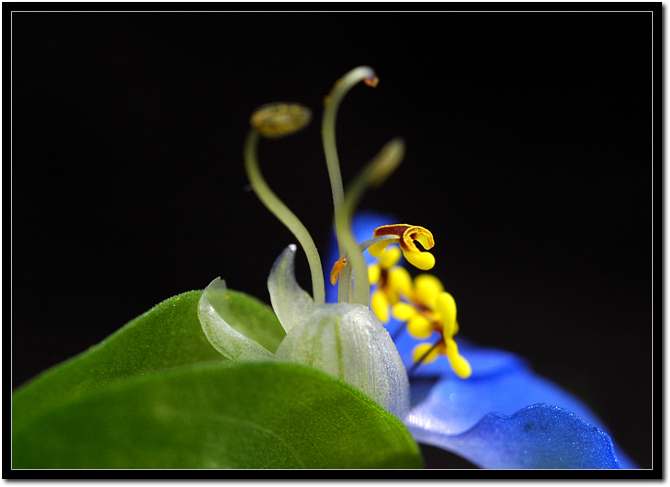 Asiatic Dayflower.jpg