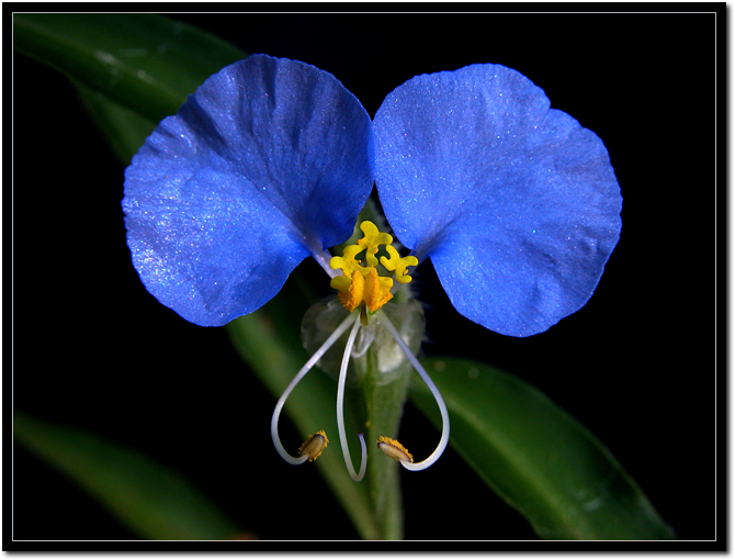 Asiatic Dayflower2.jpg