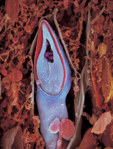 0310 受孕 一个精子的纵切面。遗传物质储存在精子的头部。.jpg