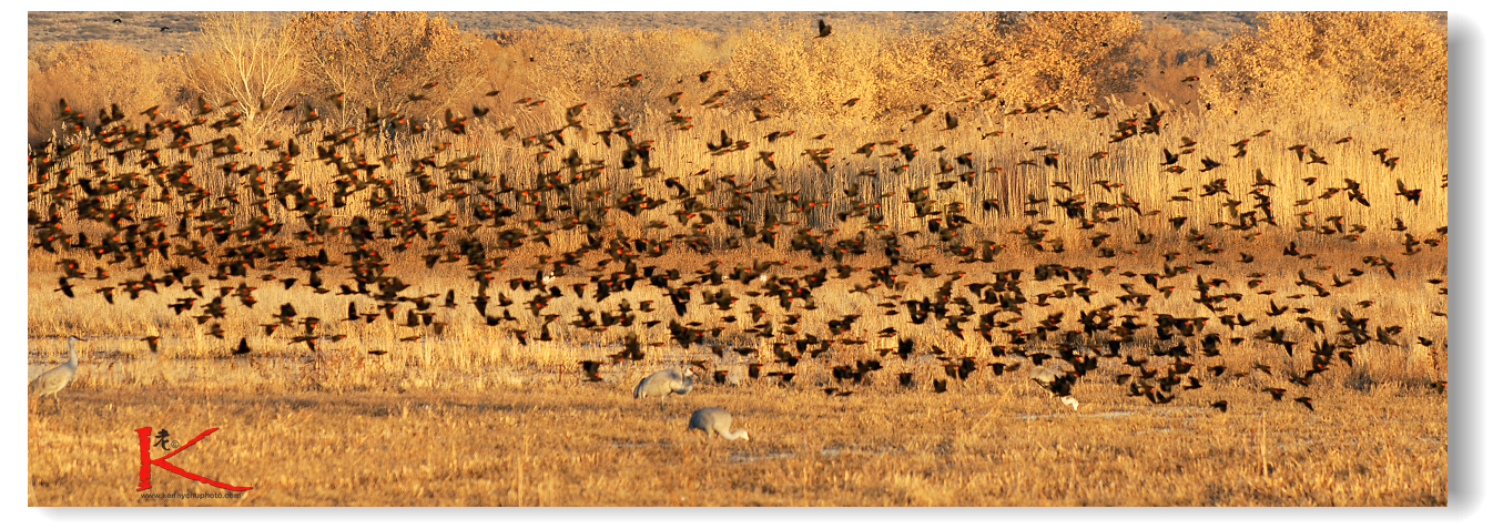 D20_6581 1355x477.jpg