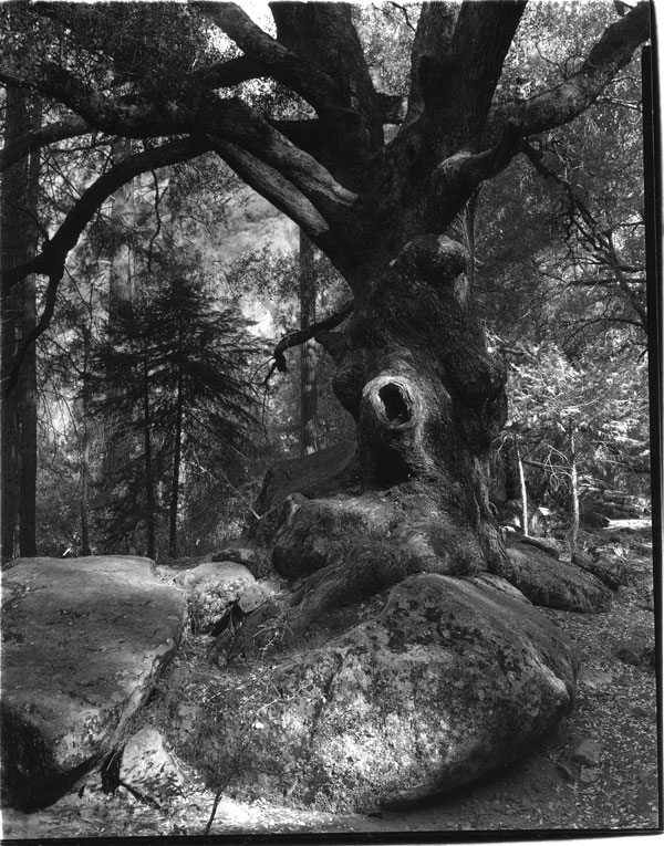 fitzgerald_oak_yosemite_2008.jpg