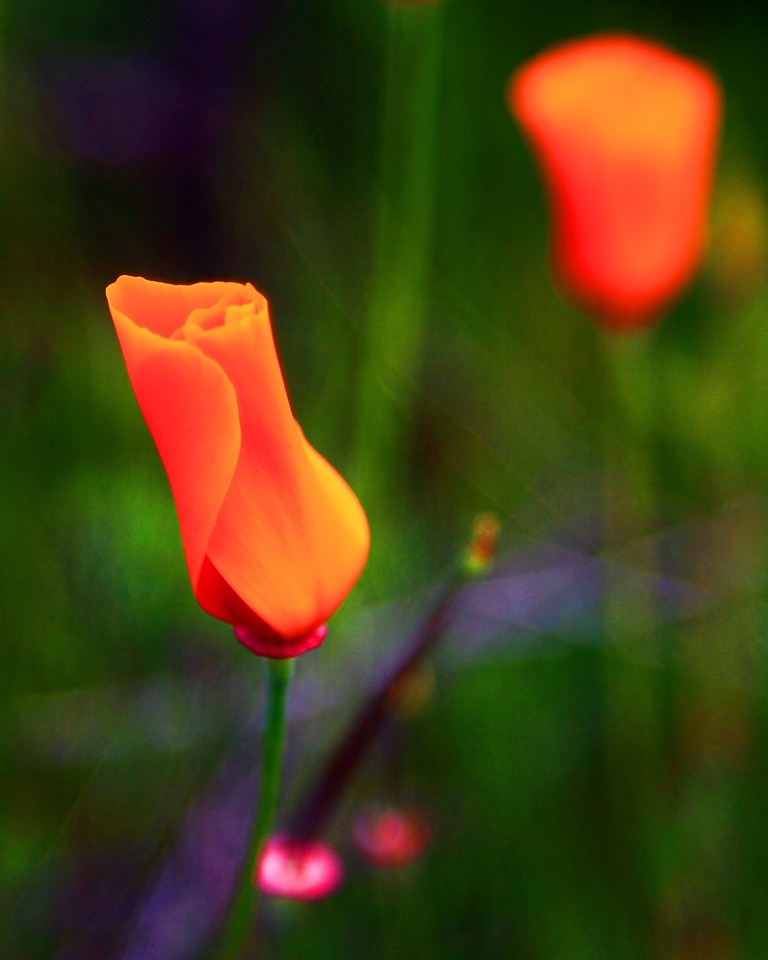 2010-03-06-Borrego Springs 015a.jpg