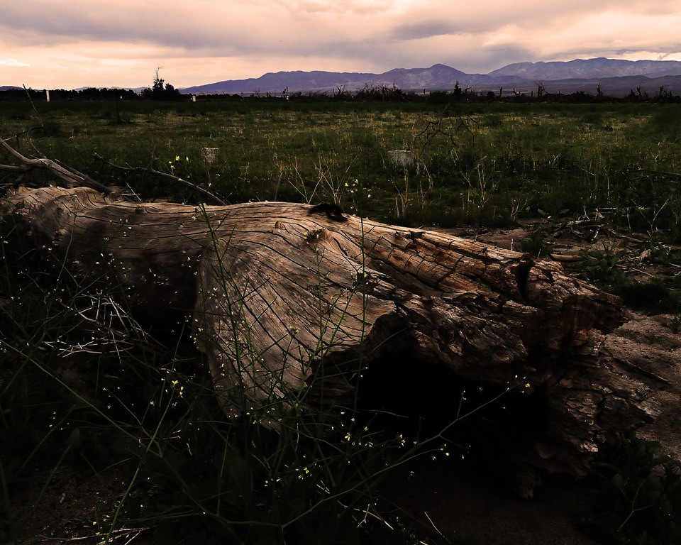 2010-03-06-Borrego Springs N 039a.jpg