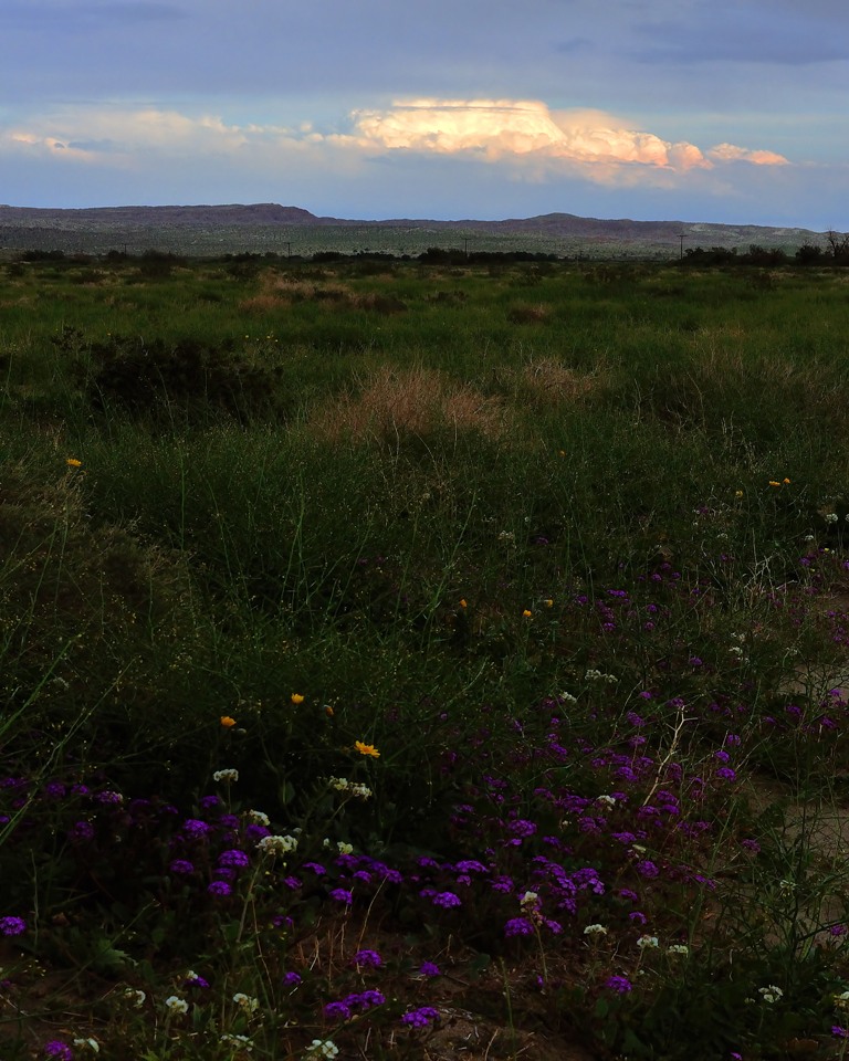 2010-03-06-Borrego Springs N 052a.jpg