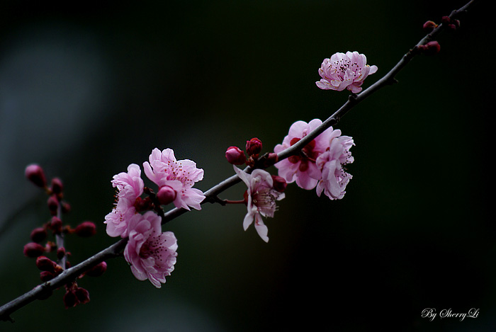 2-19-2010 flower2 036Ab.jpg