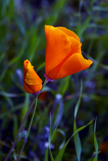 la funny pictures 374C.jpg