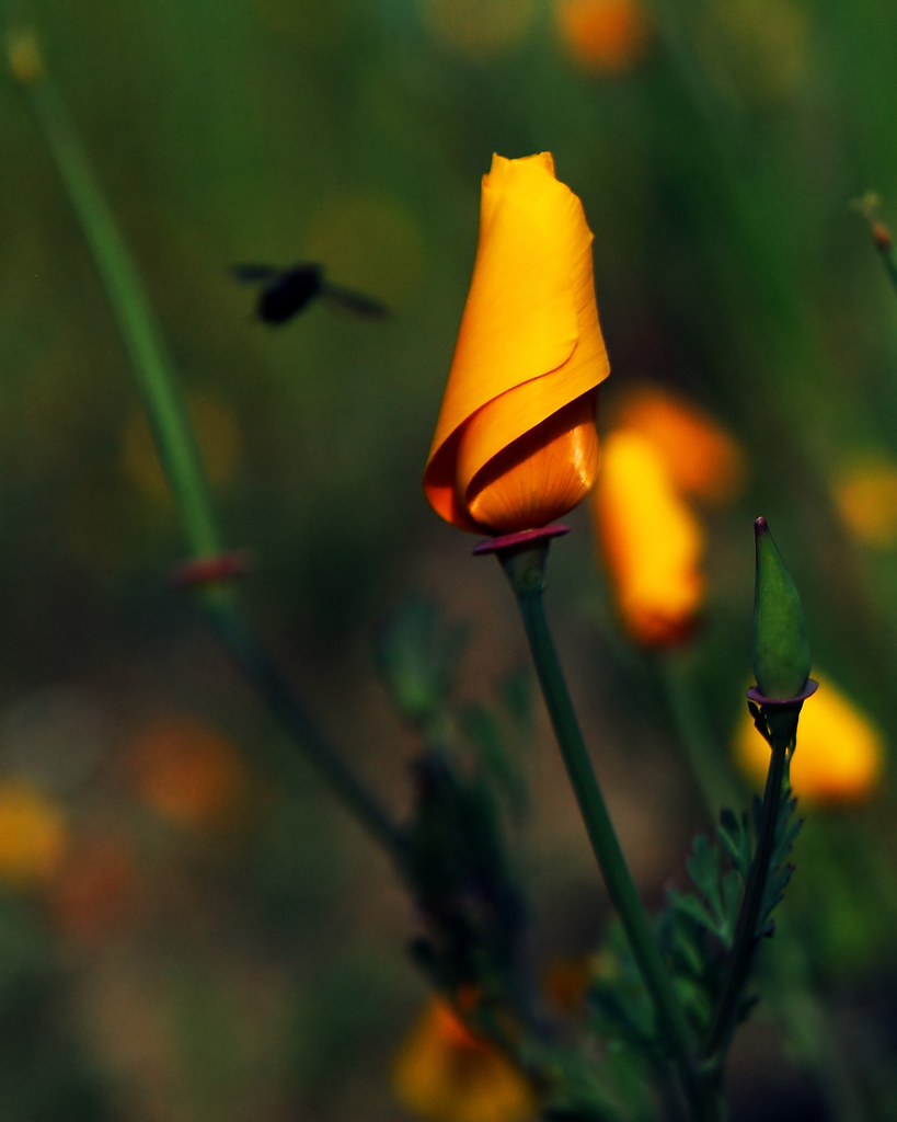 2010-03-21-Lake Street (W Flowers) 060la.jpg