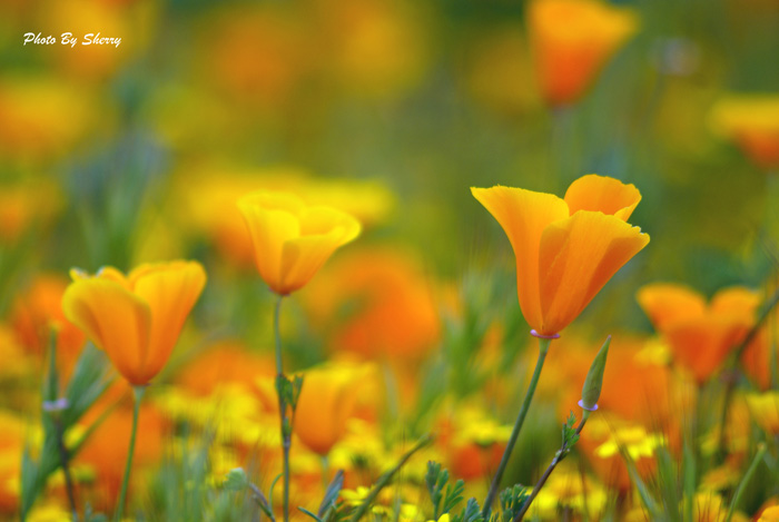 photo class 3-22-10 048AA.jpg