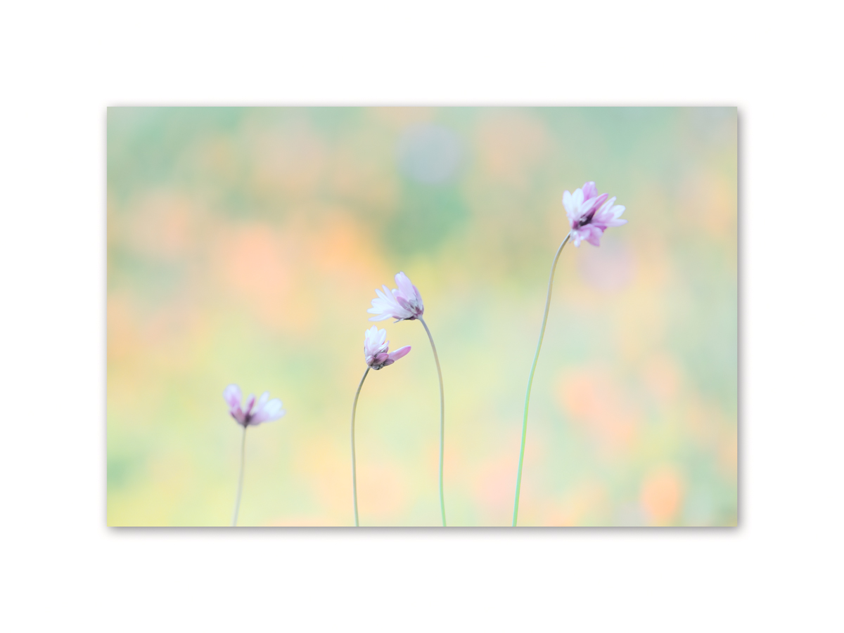 2010 Wildflower 271.jpg