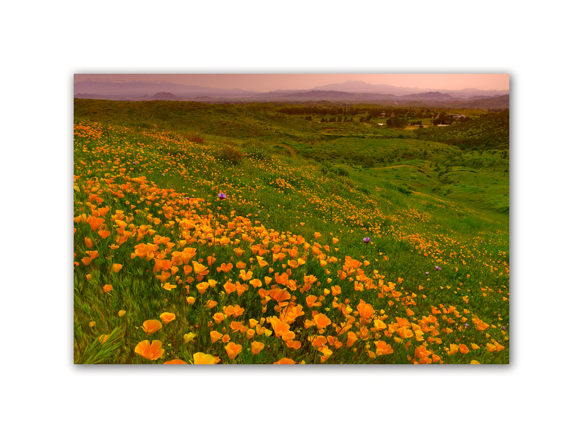 2010 Wildflower 341.jpg