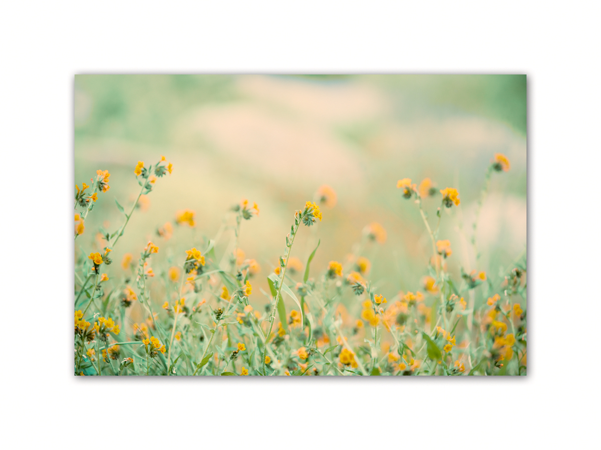 2010 Wildflower 287.jpg