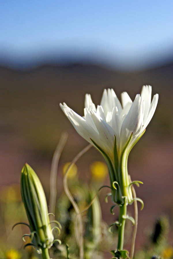 death valley 134A.jpg