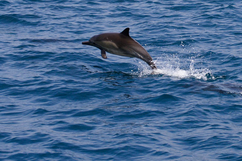 dolphin2.jpg