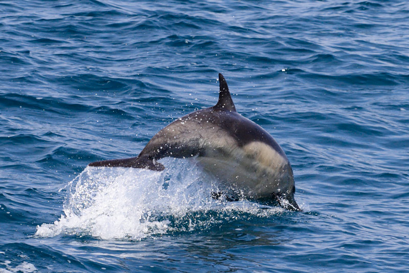 dolphin3.jpg
