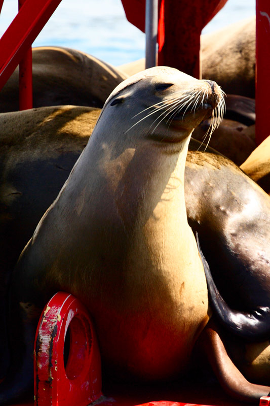 sea_lion2.jpg