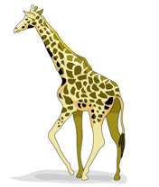 Giraffe 1.jpg