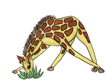 Giraffe 4.jpg