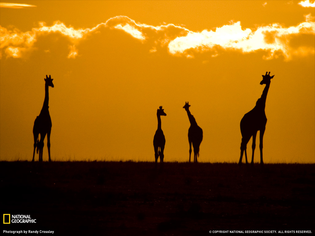 masa-mara-giraffes-lw.jpg