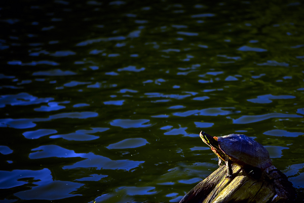 turtle in sunset.jpg