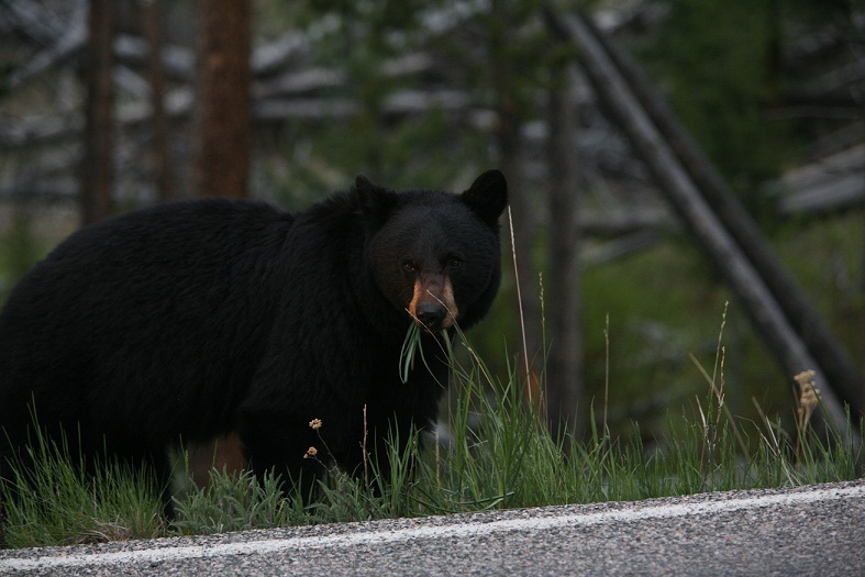 Black Bear.jpg