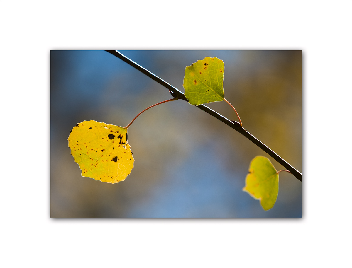 Aspen Fall Foliage 021.jpg