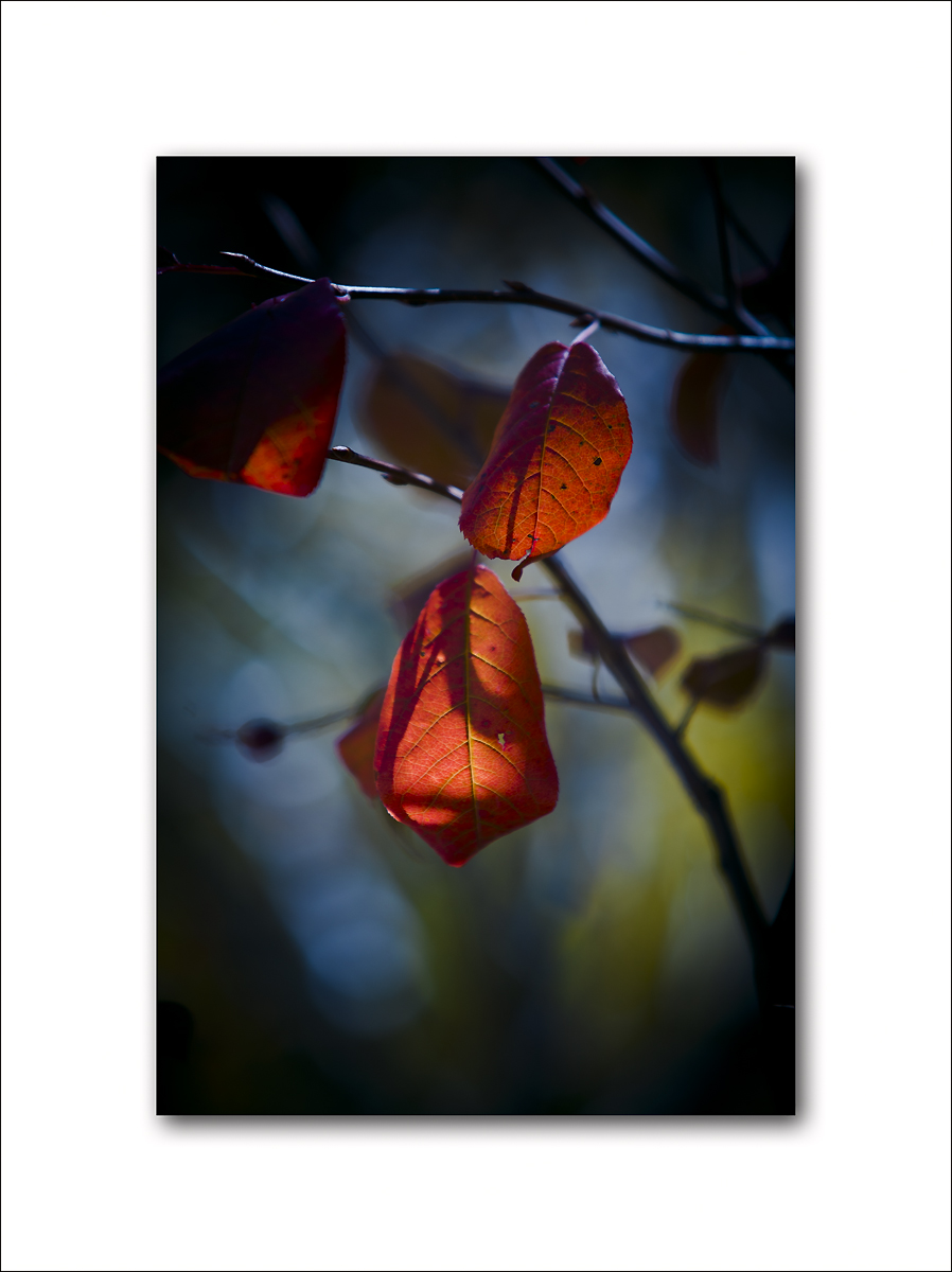 Aspen Fall Foliage 027.jpg